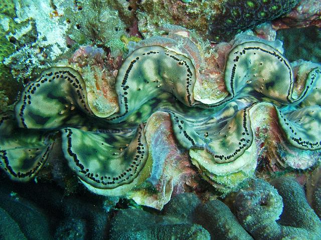 Riesenmuschel 124.jpg